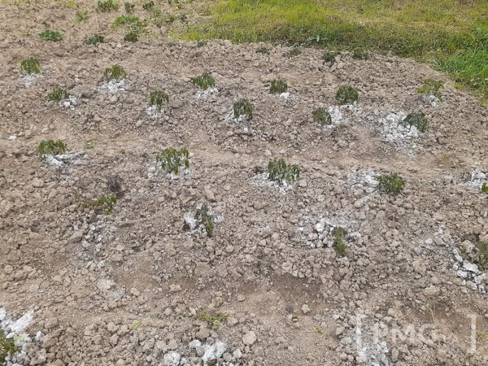 На Мукачівщині заморозки знищили врожай городини – 08