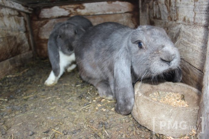 Закарпатець розводить кролів і непогано на цьому заробляє – 06