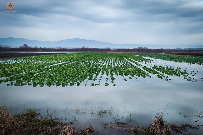 Через рясні дощі на Закарпатті підтопило поля, дороги і дворогосподарства – 01