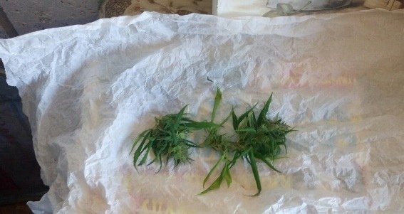 Під час обшуку в помешканні мукачівця поліцейські знайшли 100 грам марихуани – 01