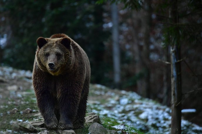 Інтернет-користувачів вразили "зимові" фотографії озера Синевир – 10