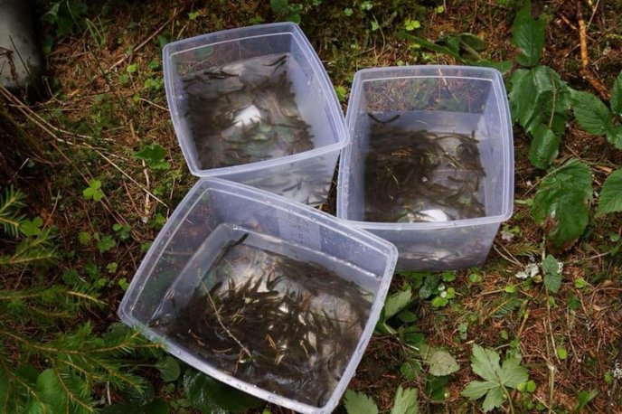 У гірські річки Рахівщини випустили понад 15 тисяч мальків форелі – 02