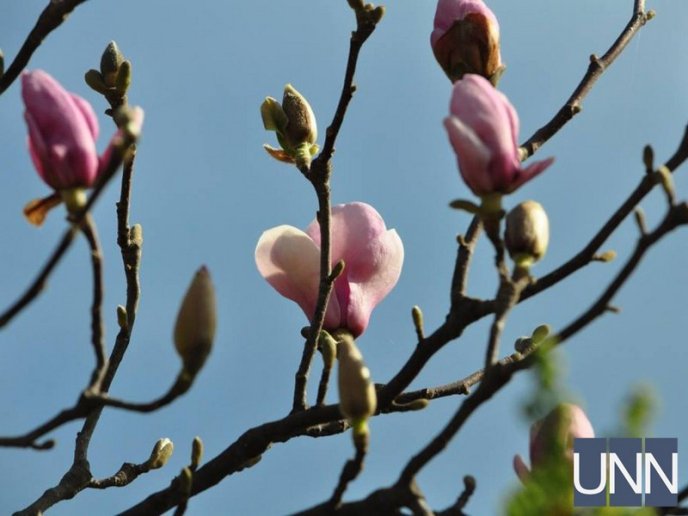 Ужгород потопає у цвіті магнолій – 05