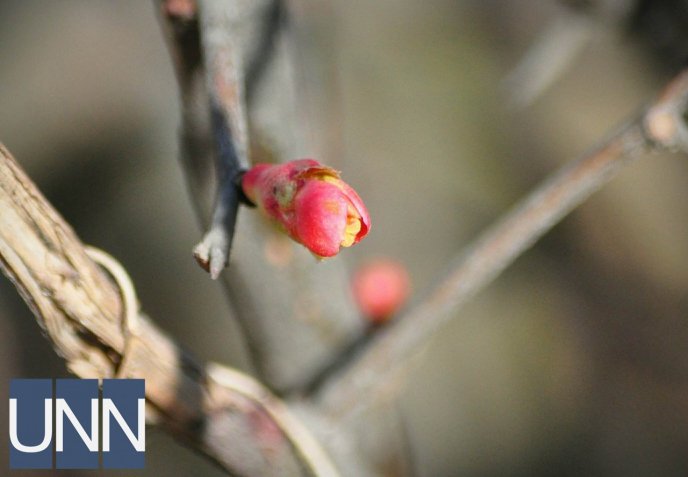 В Ужгороді попри морози розквітли перші шафрани – 04