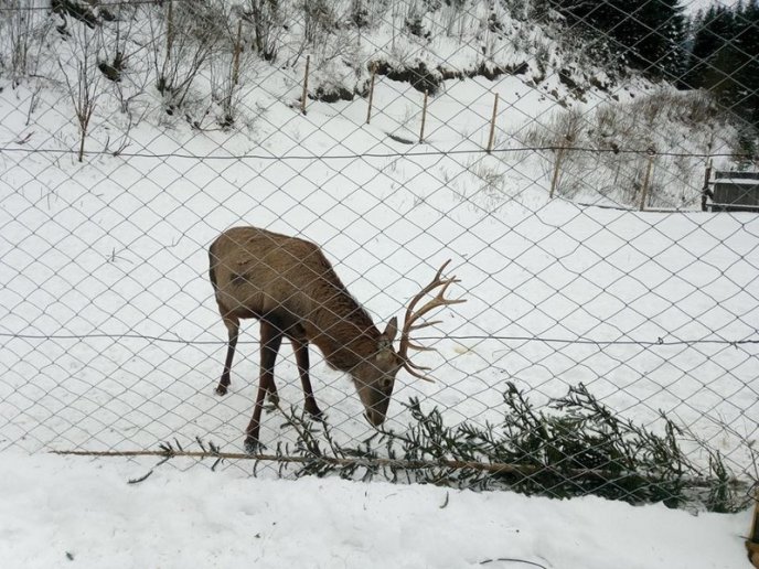 Лісівники врятували оленя, матір якого загризли вовки – 03 Лісівники врятували оленя, матір якого загризли вовки – 03