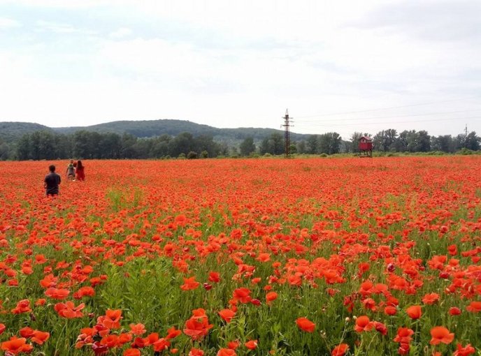 На Ужгородщині косять мальовниче макове поле – 09