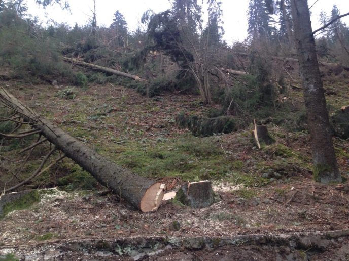 Активісти "Спецконтролю" оприлюднили відео масової незаконної вирубки лісів у Міжгірському районі – 03 Активісти "Спецконтролю" оприлюднили відео масової незаконної вирубки лісів у Міжгірському районі – 03