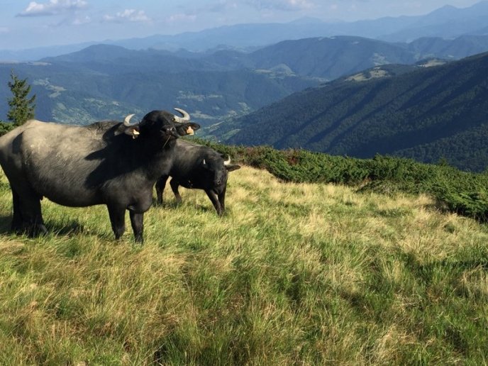 На Рахівщині випасають карпатських буйволів – 03