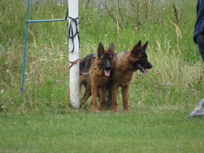 В селищі Чинадієво стартувала Всеукраїнська виставка собак усіх порід "Munkachi – 2016" – 09