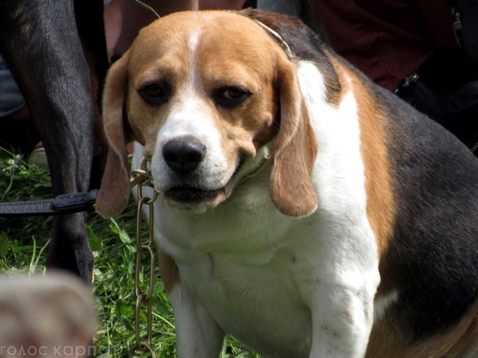 У Мукачеві відбулася масштабна виставка собак – 19