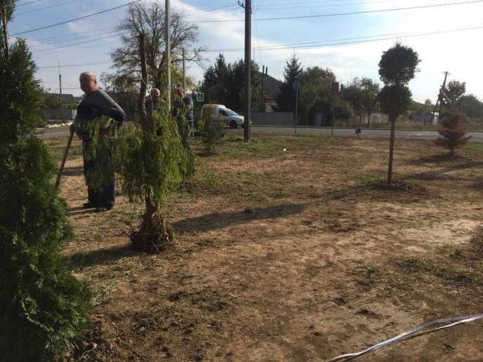 У Мукачеві вкрали понад 20 нещодавно висаджених дерев – 04