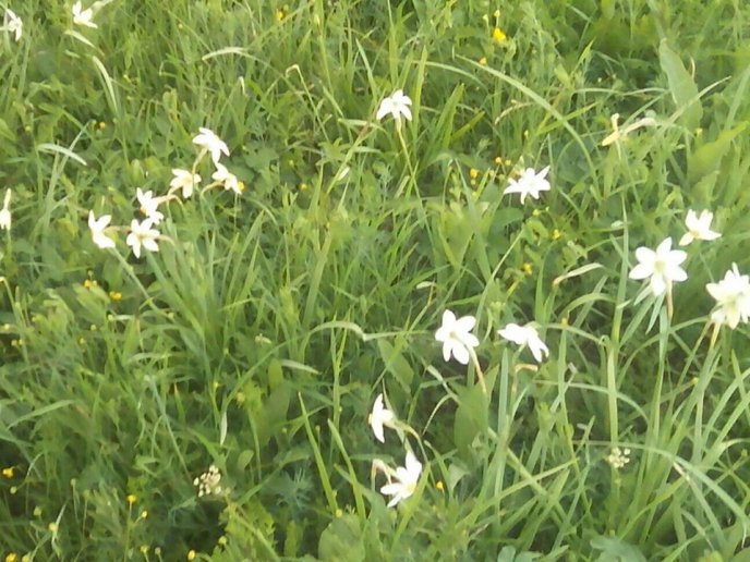 На Хустщині почала цвісти Долина нарцисів – 04