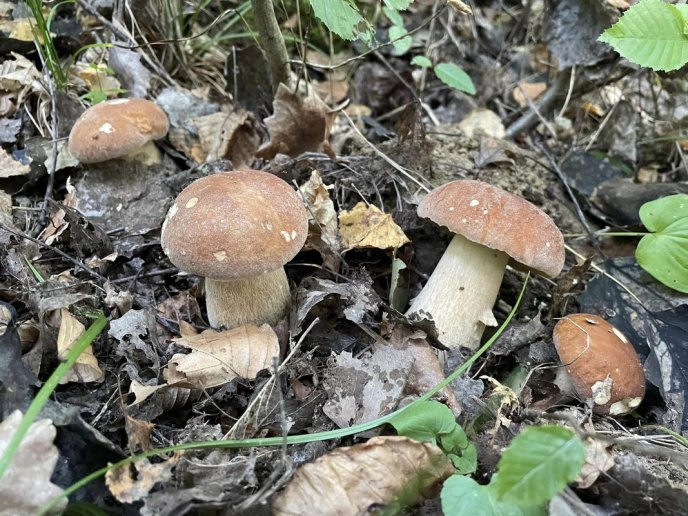 Відомо, де на Закарпатті вже збирають білі гриби – 04