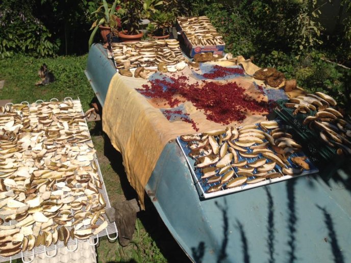 На Закарпатті киянин назбирав 114 кілограмів білих грибів – 18