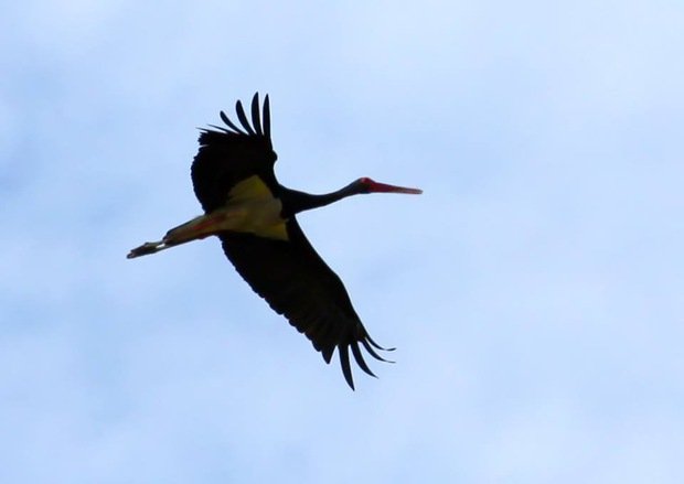 Чоловік витратив два дні, щоб сфотографувати в небі над Ужгородом "те чудернацьке, про що розповідали люди" – 02