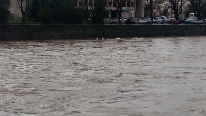 Велика вода річки Уж витіснила лебедів на берег – 03