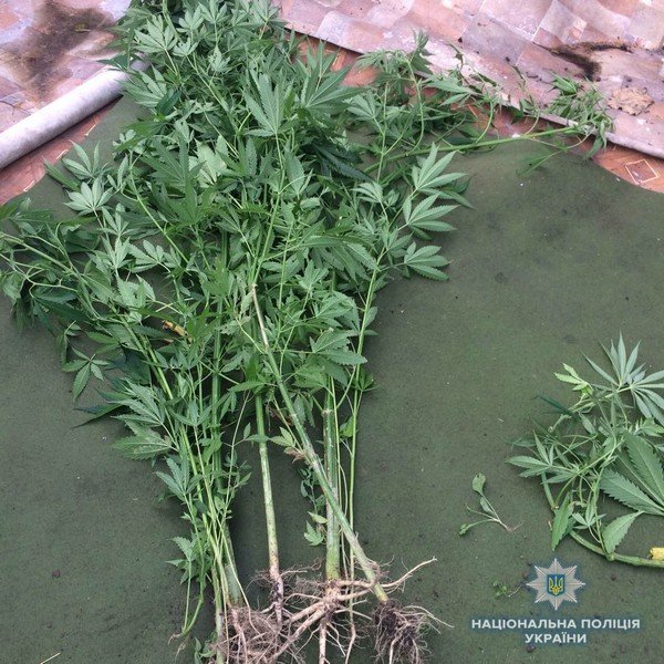 На Ужгородщині виявили посів конопель – 01