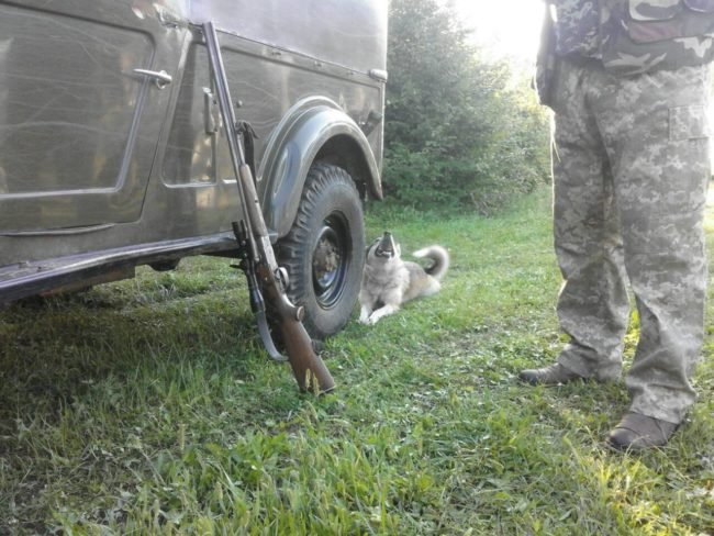 На Мукачівщині почали відстрілювати кабанів – 01