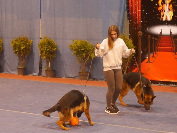 В Ужгороді визначили переможця Міжнародної виставки собак – 24