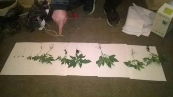 43-річний таксист з Берегова у шафі свого будинку вирощував наркотики – 03