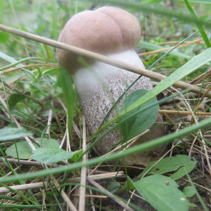 На Закарпатті почався осінній сезон грибів – 06