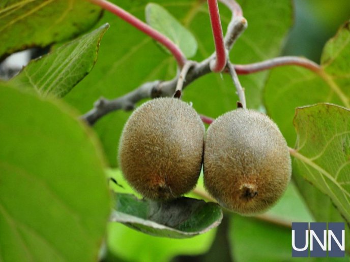 На Закарпатті почали збирати врожай унікального сорту ківі – 01