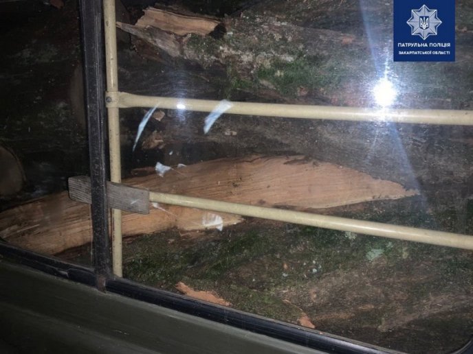 У ботанічному саду УжНУ вночі нахабно вирубували дерева – 04