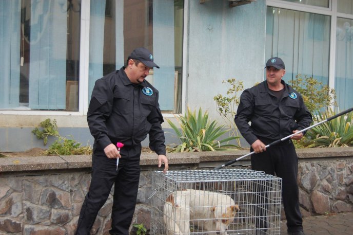 У центрі Мукачева виловлювали безпритульних собак – 02