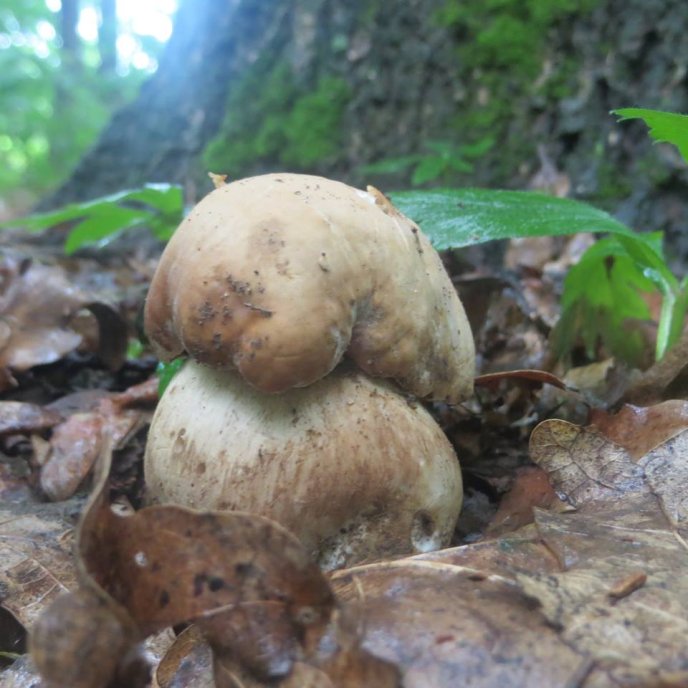 На Закарпатті вже збирають білі гриби – 03