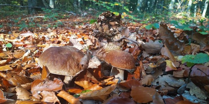 Знайшли 35 кг: закарпатці хизуються грибним врожаєм – 05