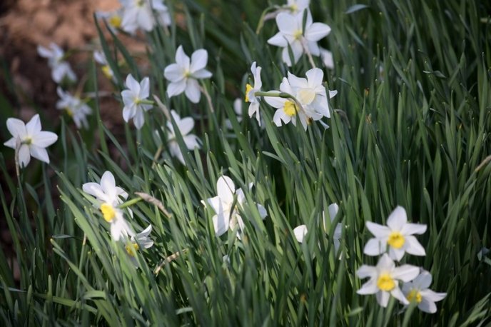Вишні, магнолії, сакури: із кожним днем в Ужгороді квітне дедалі більше дерев – 13