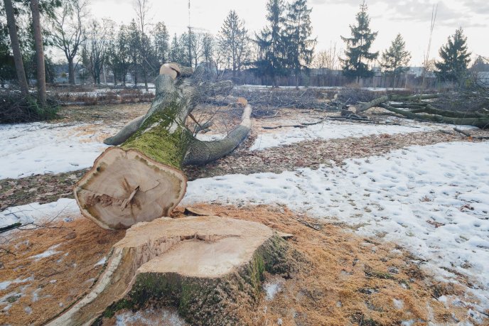 Мукачівці шоковані вирубкою парку "Перемоги" у місті (ФОТО) – 06