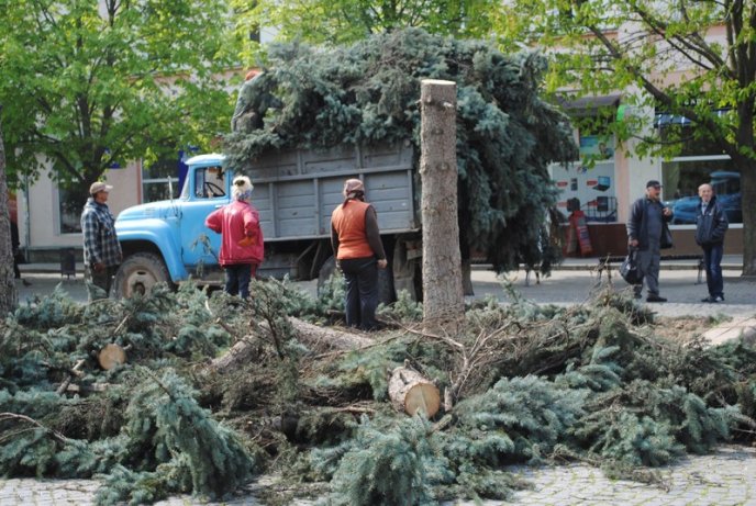 Комунальники зрізають останні ялинки у центрі Мукачева (ФОТО) – 02