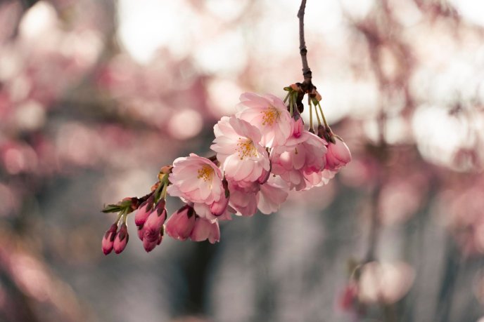 У Мукачеві розквітли перші сакури – 06