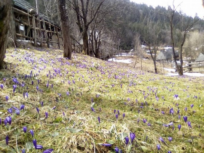 У мальовничій Колочаві почали масово квітнути крокуси – 01