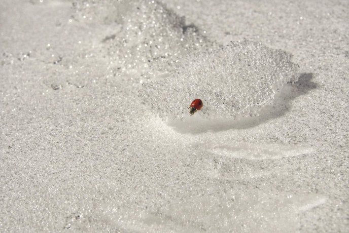 В мережі опублікували фото засніжених крокусів – 04 В мережі опублікували фото засніжених крокусів – 04