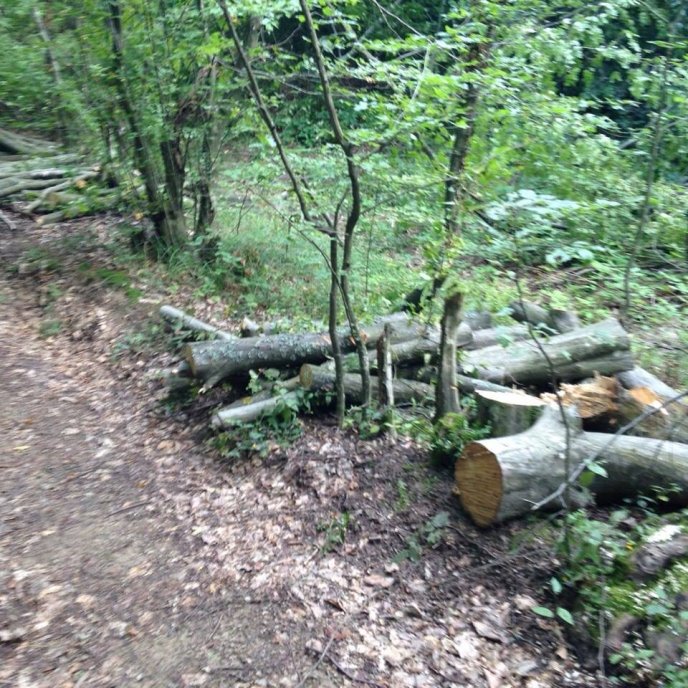 На Перечинщині "на гарячому" затримали лісорубів-нелегалів – 03