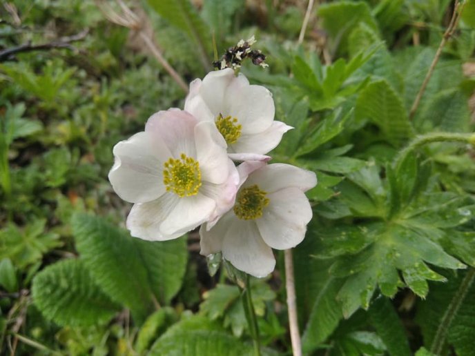 "Після дощу на Чорногорі": в мережі опублікували неймовірні кадри  – 01 "Після дощу на Чорногорі": в мережі опублікували неймовірні кадри  – 01