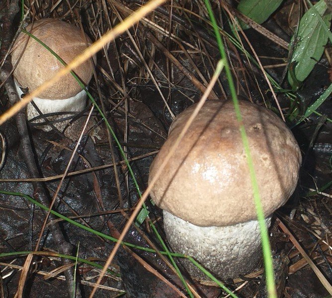 Грибний сезон на Закарпатті: в яких районах вже збирають гриби – 13 Грибний сезон на Закарпатті: в яких районах вже збирають гриби – 13