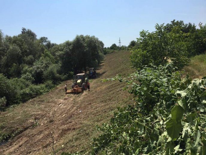 У Мукачеві береги Латориці очищають від борщівника – 03