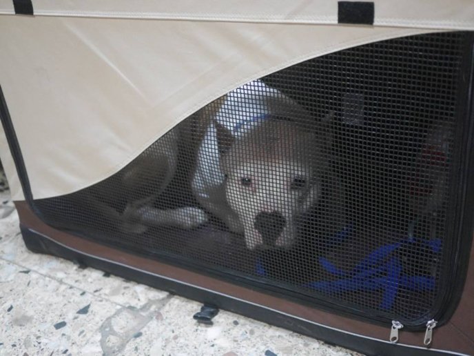 В обласному центрі стартувала міжнародна виставка собак – 04