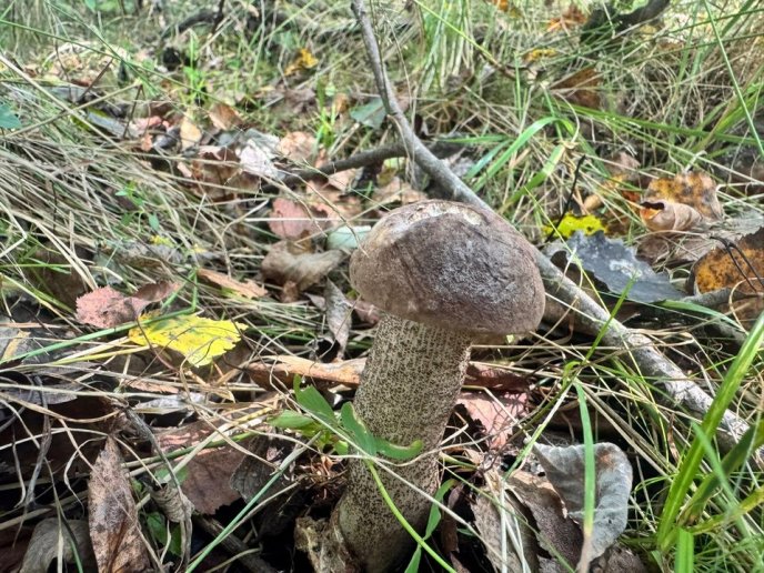 У лісах Закарпаття почали з’являтись осінні гриби – 06