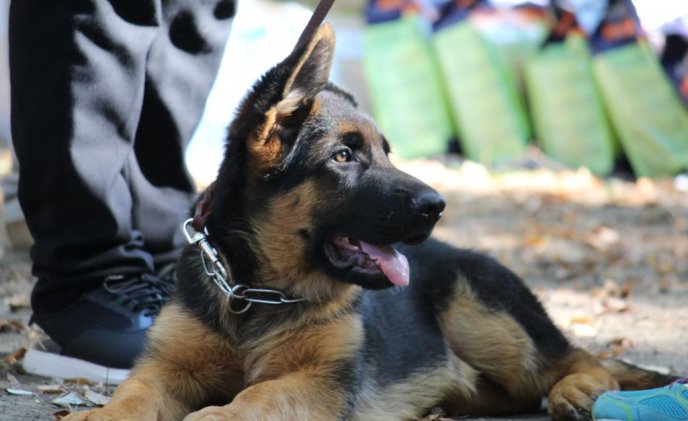 В Ужгороді проходить виставка собак "Зірка Закарпаття" – 05