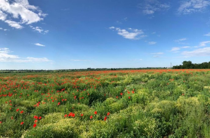 Нове місце для селфі: в інтернет-мережі показали фото мальовничого макового поля на Мукачівщині – 07
