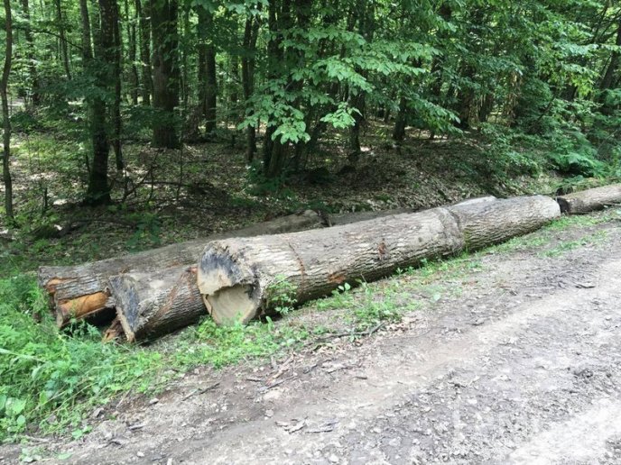 У мікрорайоні Шипка в Мукачеві вирізали дуби – 02 У мікрорайоні Шипка в Мукачеві вирізали дуби – 02