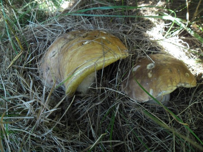 У лісах Закарпаття збирають щедрий грибний урожай – 34