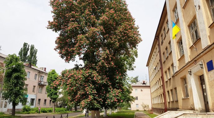 В Ужгороді розквітли одні з найдорожчих каштанів – 02