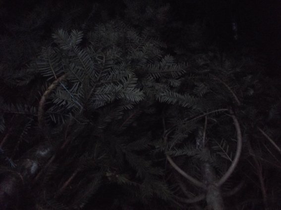 Поліцейські Воловеччини затримали чоловіка, який заперечує свою причетність до рубки ялинок – 03