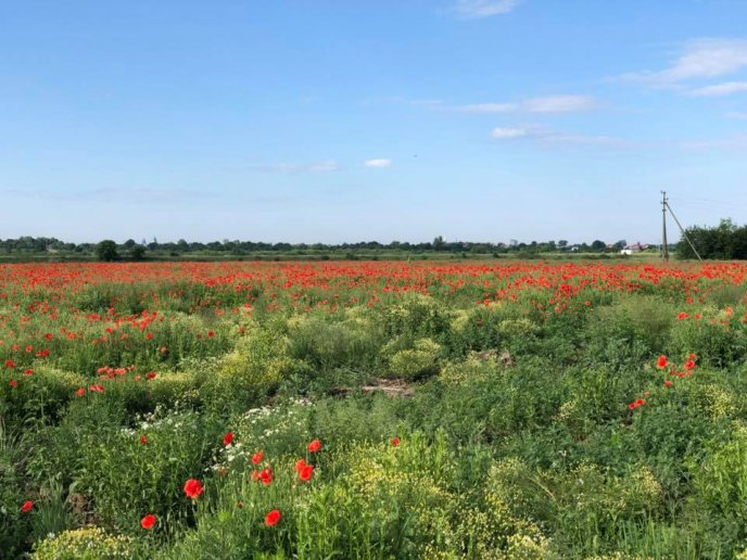 Нове місце для селфі: в інтернет-мережі показали фото мальовничого макового поля на Мукачівщині – 06