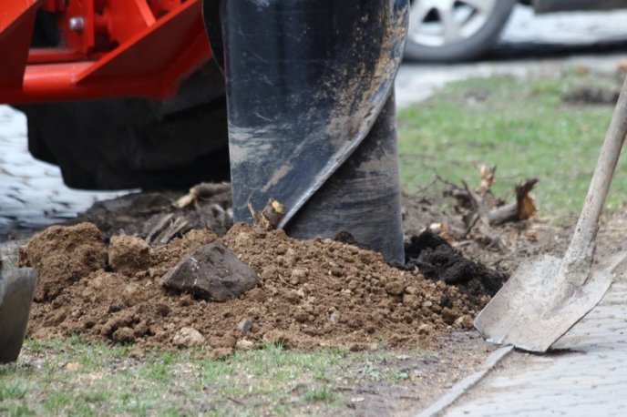 У Мукачеві висаджують кленову алею – 09